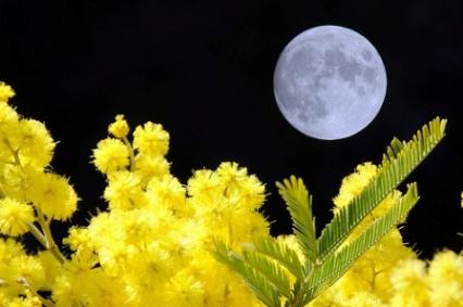 SERTA MIMOSA