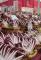 Festa del Radicchio Rosso di Treviso IGP
