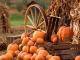 FESTA D´AUTUNNO E......HALLOWEEN