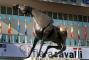 FieraCavalli 2011